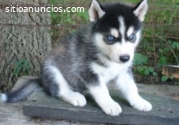 Husky siberiano de buena calidad para u
