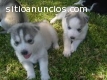 husky siberiano en busca de nuevas vivie