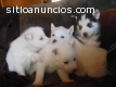 husky siberiano