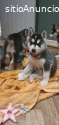 Impresionante cachorro de husky siberian