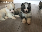 Impresionantes cachorros de Pomsky