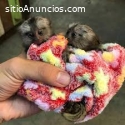 Increíbles monos tití en venta whatsapp