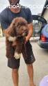 Lagotto Romagnolo cachorros