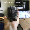 Lindo Monos tití de bebé para su adopció