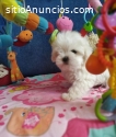 Lindos cachorros malteses disponibl