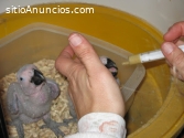 Loros Grises Africanos bien entrenados,