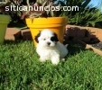 machos y hembras Shih Tzu cachorros list