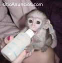 Mono capuchino para adopción