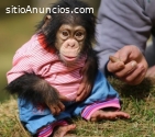 Mono como mascota doméstica