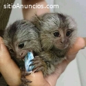Monos bebé mono tití para adopción