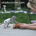 Monos capuchinos de cara blanca machos
