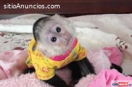 Monos..,, capuchinos disponibles whatsap