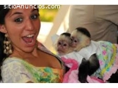 Monos capuchinos para adopción