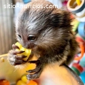 Monos tití de bebé para su adopción