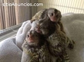 Monos tití disponibles para la venta