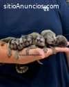 Monos tití en venta