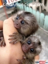 Monos tití pigmeos disponibles whatsapp
