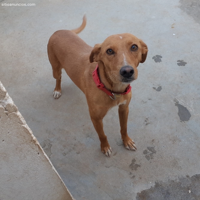 Anuncios Clasificados Gratuitos en España Animales y mascotas Perro en adopción