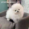 Perros pomerania miniatura puppy blanco