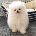 Pomeranian for sale