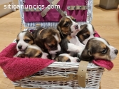 Preciosos cachorros Beagle.