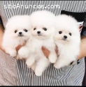 Preciosos Cachorros de pomerania para ve