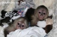Preciosos monos capuchinos bebés a la v