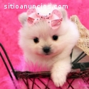 R.E.G.A.L.O.D.U.C.E cachorros pomeranian