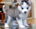 regalo 2 Husky Masculino y Femenino y ad