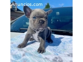 Regalo Bulldog Frances Para GRATIS