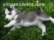 regalo cachorro de Husky siberiano