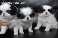 Regalo Cachorros Chin Japoneses Taza de