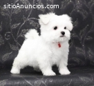 Regalo cachorros de Bichon Maltes Mini T