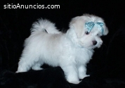 Regalo cachorros de Bichon Maltes Mini