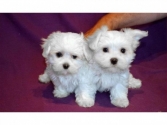 Regalo cachorros de Bichon Maltes Mini