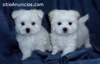 Regalo cachorros de Bichon Maltes Mini