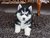 Regalo. . cachorros de husky siberiano p