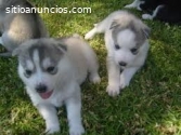 Regalo. . cachorros de husky siberiano p