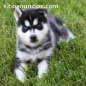 Regalo. . cachorros de husky siberiano