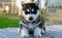 Regalo. . cachorros de husky siberiano