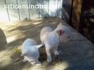 Regalo Macho y Hembra Cachorros Chihuahu