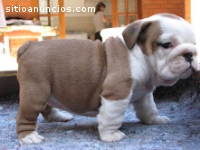 Regalo muy saludable, pura raza bulldog