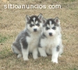 REGALO Siberian husky cachorros lindos p