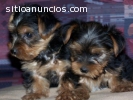 REGALO YORKSHIRE TERRIER TOY