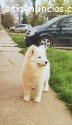 Samoyedo cachorro en venta