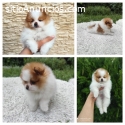 Spitz de Pomerania