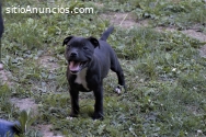 Staffordshire Bull Terrier
