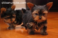 Tacup Yorkie Puppies For Sale