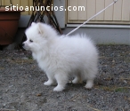 Teddy AKC Pommern