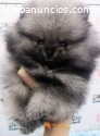 venden preciosos cachorros de Pomerania,